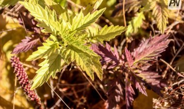 Жарким и без осадков прогнозируется 27 сентября в Павлодарской области