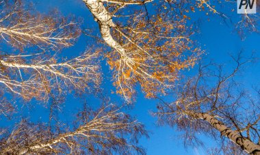 Снежную неделю спрогнозировали в Павлодарской области