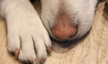 В США создали кроксы для собак