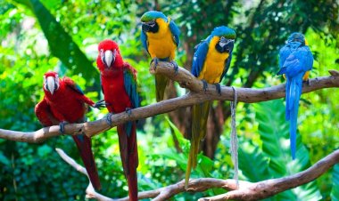 В Аргентине попугаи оставили без электричества город