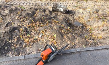 Почему в Павлодаре срубили березы