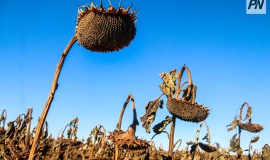 Қазақстанда өсімдік майы өндірісі айтарлықтай өсті