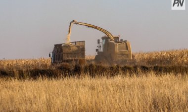 Аграрии Теренколя опробуют богатую белком культуру