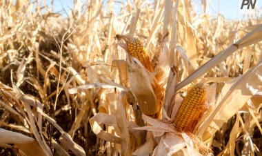 Рекордный урожай собрали в Павлодарской области