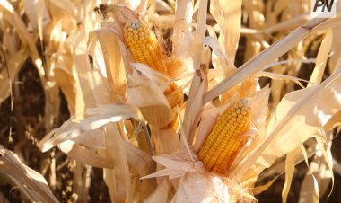 Биыл өңірлер әлеуметтік маңызы бар көкөністер мен жүгері егісін ұлғайтады