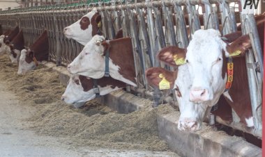 Павлодар облысында топ болып мал ұрлағандардың үшеуі қамауға алынды