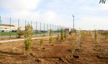 На территории кардиоцентра высадили пирамидальные тополя и сосны