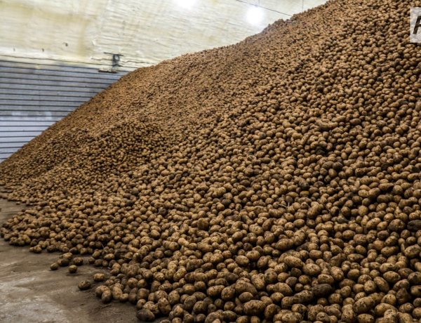 Аққулыда картоп пен бақша дақылдары ауыл шаруашылығындағы басты жетістікке айналды