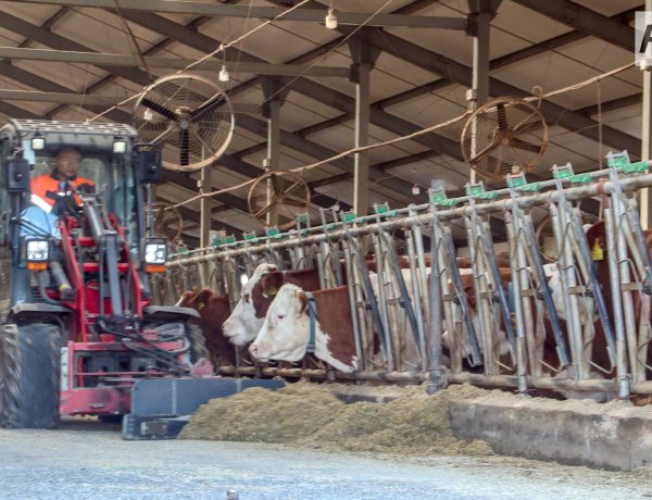 Успен ауданында жаңа тауарлы сүт фермасы мен көкөніс қоймасы салынады