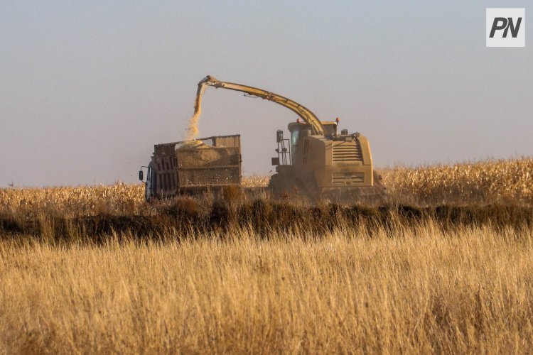 Еліміздегі қарақұмықтың жартысына жуығы Павлодар облысында өндіріледі