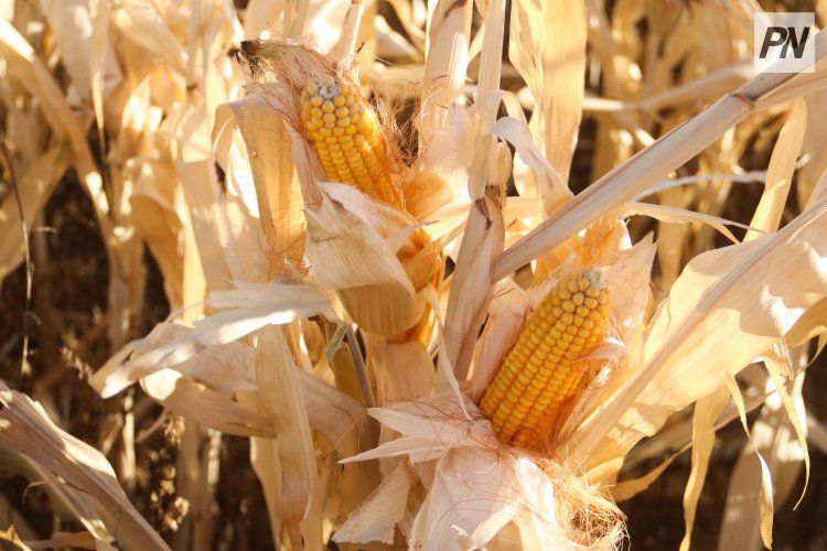 Биыл өңірлер әлеуметтік маңызы бар көкөністер мен жүгері егісін ұлғайтады