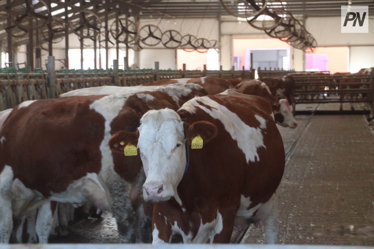 Павлодарда асыл тұқымды мал сатып алуға арналған субсидия нормалары ұлғайтылғаны айтылды