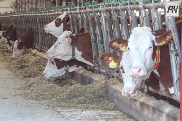 Павлодар облысында топ болып мал ұрлағандардың үшеуі қамауға алынды