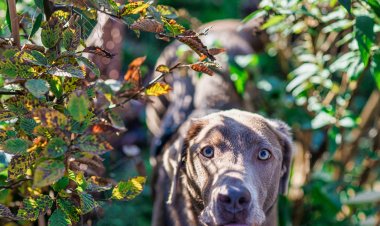 Павлодарда үй жануарларын ұстайтын екі жүзге жуық тұрғын жазаланды