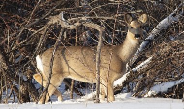 В лесном резервате Павлодарской области стало больше косуль