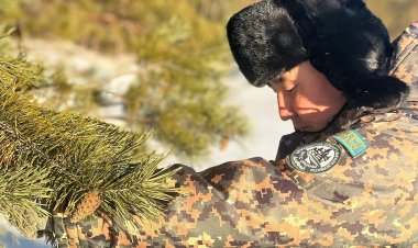 «Ертіс орманы» резерватында бүршік жинау басталды