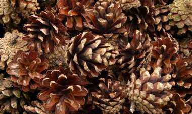 В «Ертiс орманы» приступили к сбору сосновых шишек