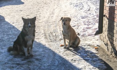 В Павлодаре организуют новогодний праздник для питомцев