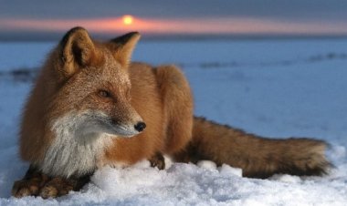 Хищница попала в фотоловушку павлодарских лесников