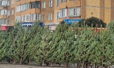 Павлодар облысына алты мыңнан астам Жаңа жылдық шырша әкелінді