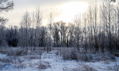 В Аккулы задержали лесных браконьеров
