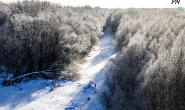 «Ертіс орманы» табиғи резерватында жер учаскелерін жалға алу мүмкіндігі туды