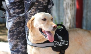 Екібастұзда Буран есімді қызметтік ит дәмханадан есірткі тауып алды