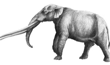 Житель Нью-Йорка нашел челюсть мастодонта