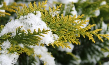 Павлодарлық флорист жаңа жылдық көңіл күй сыйлайтын өсімдіктерді ұсынды