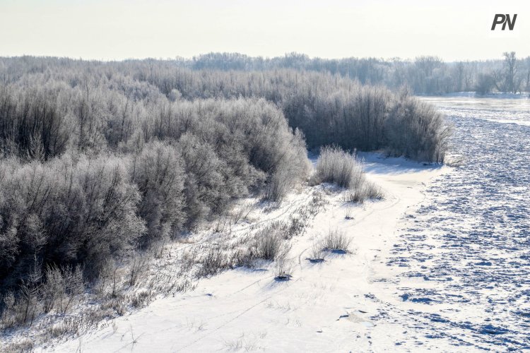 Павлодарлық орманшылар табиғатты қорғауға қосқан үлестері туралы айтып берді