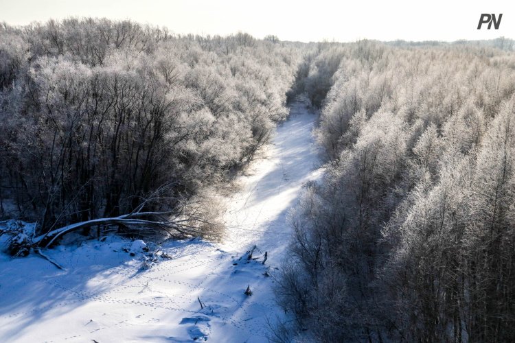 «Ертіс орманы» табиғи резерватында жер учаскелерін жалға алу мүмкіндігі туды