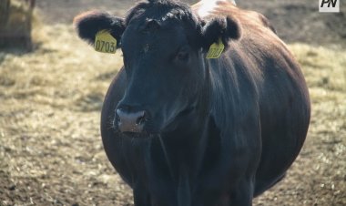 Павлодар облысында теміржол маңында мал баққан мыңнан аса адам жазаланды