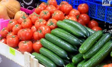 Десятки центнеров тепличных овощей собрали павлодарские овощеводы