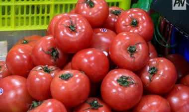 Екібастұзда жаңа жылыжай іске қосылады