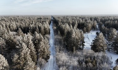 Павлодар облысының табиғи орман резерватына қызығушылық артуда