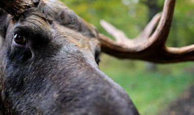 В озере Абанаки едва не утонул лось