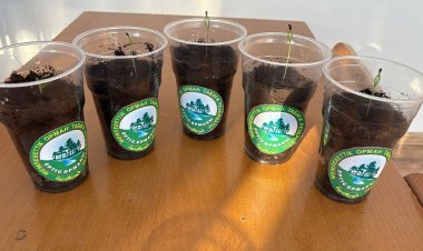 Сельские школьники Павлодарской области выращивают сосны в стаканчиках