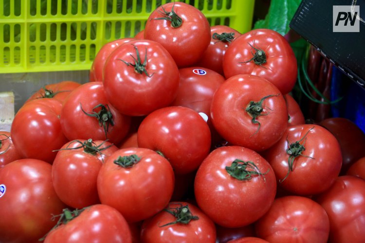 Екібастұзда жаңа жылыжай іске қосылады