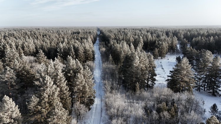 Павлодар облысының табиғи орман резерватына қызығушылық артуда