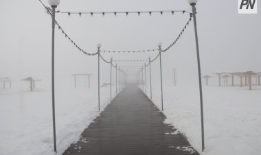 В Павлодаре кошку спасли из-под пирса на набережной