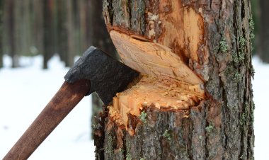 В Павлодаре бизнесмен вырубил деревья, чтобы проложить кабель