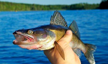 В Казахстане ввели запрет на вывоз рыбы