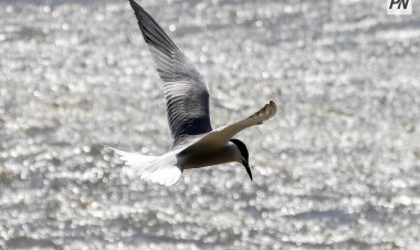 Павлодарские истории: исследователь мира птиц