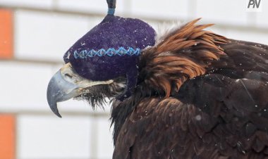 Баянауылда құсбегіліктен республикалық турнир өтеді