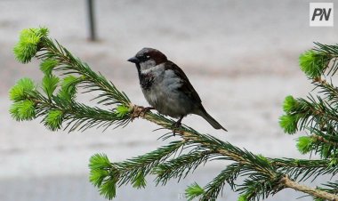 Школьники Павлодарской области позаботились о пернатых