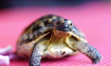 В Бразилии черепаха десять лет прожила под полом