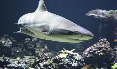 Житель Чили вернул акулу в океан