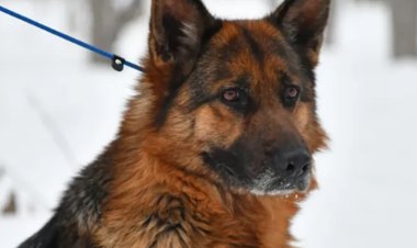 Павлодарский Хатико нашёл нового хозяина