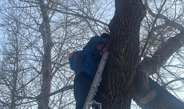 Павлодарлық құтқарушылар жас жігітті ағаштан түсірді