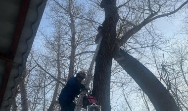 В Павлодаре вызволили из переделки кота и его спасителя